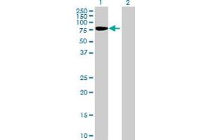 Western Blot analysis of SH2D3C expression in transfected 293T cell line by SH2D3C MaxPab polyclonal antibody. (SH2D3C 抗体  (AA 1-703))