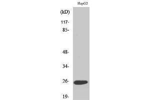 Western Blotting (WB) image for anti-Lymphotoxin beta (TNF Superfamily, Member 3) (LTB) (C-Term) antibody (ABIN3175879) (LTB 抗体  (C-Term))
