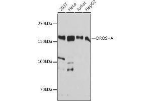 Western blot analysis of extracts of various cell lines, using DROSHA antibody (ABIN7266845) at 1:1000 dilution.