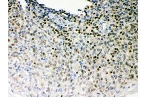 IHC-P: Oct-1 antibody testing of human tonsil tissue (POU2F1 抗体  (AA 11-240))