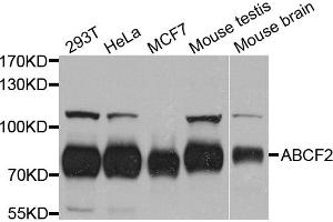 Western blot analysis of extracts of various cell lines, using ABCF2 antibody. (ABCF2 抗体)