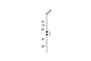 Anti-HPN Antibody (Center)at 1:2000 dilution + mouse liver lysates Lysates/proteins at 20 μg per lane. (Hepsin 抗体  (AA 153-188))