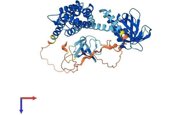 Arhgef9 Protein (AA 1-516) (His tag)
