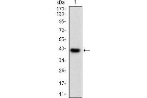 Western blot analysis using PRKACA mAb against human PRKACA (AA: 1-120) recombinant protein.