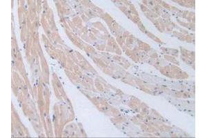 Figure. (GNRH1 抗体  (AA 22-90))