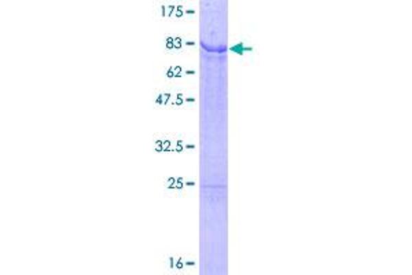 IRX2 Protein (AA 1-471) (GST tag)