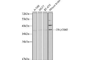 Western blot analysis of extracts of various cell lines, using CRK/CRKII antibody (ABIN3015530, ABIN3015531, ABIN3015532 and ABIN6218679) at 1:1000 dilution. (Crk 抗体  (AA 1-304))