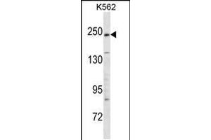 Western blot analysis in K562 cell line lysates (35ug/lane). (KIDINS220 抗体  (C-Term))