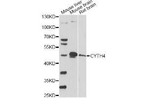 Western blot analysis of extracts of various cell lines, using CYTH4 antibody. (Cytohesin 4 抗体)