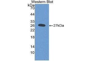 Western Blotting (WB) image for anti-Deoxyribonuclease I-Like 2 (DNASE1L2) (AA 28-232) antibody (ABIN3209087) (DNASE1L2 抗体  (AA 28-232))