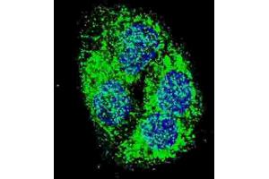 Immunofluorescence (IF) image for anti-BCL2/adenovirus E1B 19kDa Interacting Protein 3 (BNIP3) (BH3 Domain) antibody (ABIN2997216) (BNIP3 抗体  (BH3 Domain))