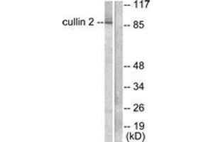 Western blot analysis of extracts from LOVO cells, using Cullin 2 Antibody. (Cullin 2 抗体  (AA 696-745))