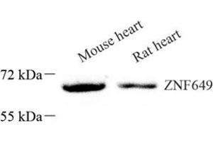 Western blot analysis of ZNF649 (ABIN7076269) at dilution of 1: 1000 (ZNF649 抗体)