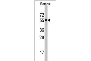 Western blot analysis of Cdc6 Antibody (N-term) (ABIN390211 and ABIN2840694) in Romas cell line lysates (35 μg/lane). (CDC6 抗体  (N-Term))