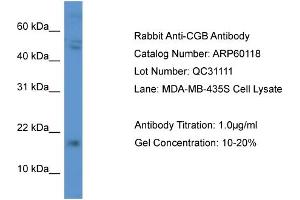 Western Blotting (WB) image for anti-Chorionic Gonadotropin, beta Polypeptide (CGB) (C-Term) antibody (ABIN2788338) (CGB 抗体  (C-Term))