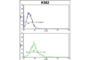 ALDH18A1 Antibody (Center) (ABIN652885 and ABIN2842572) flow cytometric analysis of k562 cells (bottom histogram) compared to a negative control cell (top histogram). (P5CS 抗体  (AA 176-205))
