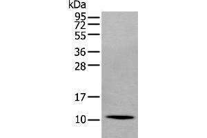 Western Blotting (WB) image for anti-Secretoglobin, Family 2A, Member 1 (SCGB2A1) antibody (ABIN2423951) (SCGB2A1 抗体)