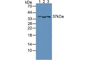 Figure. (CD300c 抗体  (AA 21-183))