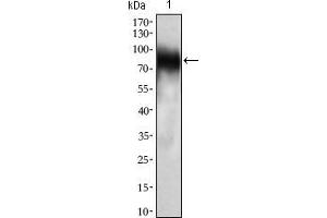 Western blot analysis using CD33 mouse mAb against THP-1 (1) cell lysate. (CD33 抗体  (AA 15-237))