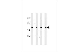 CABLES2 Antibody (Center) (ABIN1881132 and ABIN2843385) western blot analysis in PC-3 cell line and mouse brain,testis and liver lysates (35 μg/lane). (CABLES2 抗体  (AA 182-210))