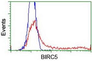 Image no. 2 for anti-Baculoviral IAP Repeat-Containing 5 (BIRC5) antibody (ABIN1501245) (Survivin 抗体)