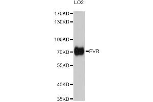 Western blot analysis of extracts of LO2 cells, using PVR antibody (ABIN2564821) at 1:1000 dilution. (Poliovirus Receptor 抗体)