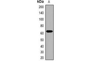 Western blot analysis of Collagen 25 alpha 1 expression in HepG2 (A) whole cell lysates. (COL25A1 抗体)