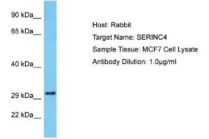 Host: Rabbit Target Name: SERINC4 Sample Tissue: Human MCF7 Whole Cell Antibody Dilution: 1ug/ml (SERINC4 抗体  (Middle Region))