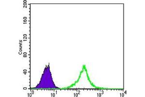 Flow cytometric analysis of K562 cells using KLHL11 mouse mAb (green) and negative control (purple). (KLHL11 抗体)