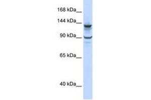 Image no. 1 for anti-PiggyBac Transposable Element Derived 1 (PGBD1) (N-Term) antibody (ABIN6742645) (PGBD1 抗体  (N-Term))