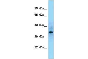 Western Blotting (WB) image for anti-Src Homology 2 Domain Containing F (SHF) (C-Term) antibody (ABIN2789453) (SHF 抗体  (C-Term))