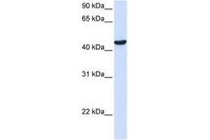 Image no. 1 for anti-Zinc Finger Protein 134 (ZNF134) (AA 144-193) antibody (ABIN6744243) (ZNF134 抗体  (AA 144-193))