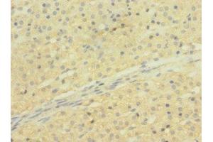 Immunohistochemistry of paraffin-embedded human adrenal gland tissue using ABIN7170303 at dilution of 1:100 (SLCO2B1 抗体  (AA 130-210))