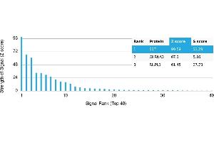 Protein Array (PAr) image for anti-Somatostatin (SST) antibody (ABIN7456208) (Somatostatin 抗体)