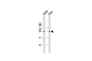 Western Blot at 1:2000 dilution Lane 1: A549 whole cell lysate Lane 2: Hela whole cell lysate Lysates/proteins at 20 ug per lane. (IGF2 抗体  (AA 39-68))
