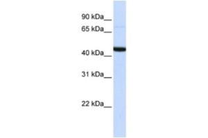 Western Blotting (WB) image for anti-DAZ Associated Protein 1 (DAZAP1) antibody (ABIN2462351) (DAZAP1 抗体)