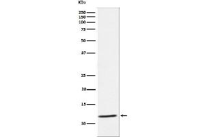 Western blot analysis of DAP12 expression in Human PBMC cell lysate.