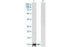 Western Blot analysis of CST8 expression in transfected 293T cell line by CST8 MaxPab polyclonal antibody. (CST8 抗体  (AA 1-90))