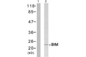 Western blot analysis of extract from Jurkat cells untreated or treated with H 2 O 2 , using BIM (Ab-65) antibody (E021280). (BIM 抗体)