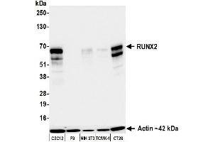 Western Blotting (WB) image for anti-Runt-Related Transcription Factor 2 (RUNX2) (AA 300-350) antibody (ABIN7795797) (Recombinant RUNX2 抗体  (AA 300-350))