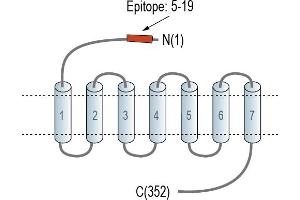 Representative domain view of the target of ABIN7885001.