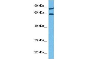Host:  Rabbit  Target Name:  MCOLN1  Sample Tissue:  Human 786-0 Whole Cell  Antibody Dilution:  1ug/ml (MCOLN1 抗体  (N-Term))