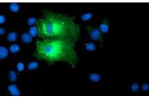 Anti-PFKP mouse monoclonal antibody (ABIN2455340) immunofluorescent staining of COS7 cells transiently transfected by pCMV6-ENTRY PFKP (RC200673). (PFKP 抗体)