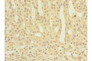 Immunohistochemistry of paraffin-embedded human adrenal gland tissue using ABIN7166868 at dilution of 1:100 (PLPBP 抗体  (AA 1-275))