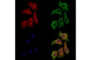 ABIN7094484 and ABIN7098533 staining HepG2 cells by IF/ICC.