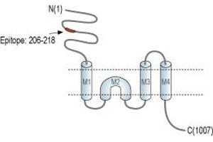 anti-Glutamate Receptor, Ionotropic, delta 2 (GRID2) (AA 206-218), (Extracellular), (N-Term) antibody