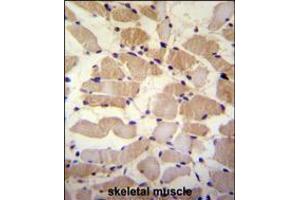 SUSD5 Antibody immunohistochemistry analysis in formalin fixed and paraffin embedded human skeletal muscle followed by peroxidase conjugation of the secondary antibody and DAB staining. (SUSD5 抗体  (C-Term))