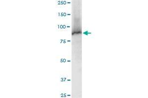 Western Blotting (WB) image for anti-Signal Transducer and Activator of Transcription 5A (STAT5A) (AA 1-794) antibody (ABIN950127)