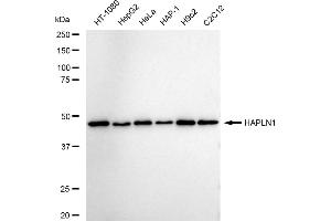 Western blotting analysis using HAPLN1 antibody (ABIN7799008).