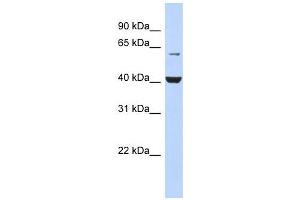 PIGK antibody used at 1 ug/ml to detect target protein. (IgK 抗体  (N-Term))